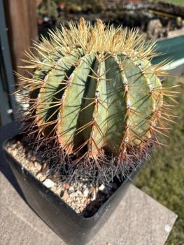 Preview: Ferocactus glaucescens